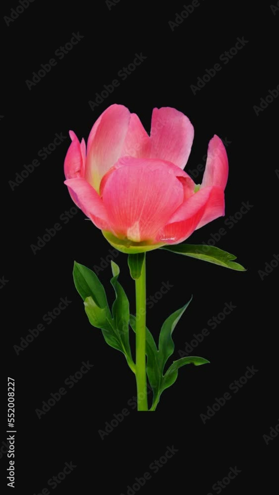 Time lapse of opening beautiful coral Peony (Paeonia) flower with ALPHA transparency channel isolated on black background, vertical orientation Time lapse of opening beautiful coral Peony (Paeonia) flower with ALPHA transparency channel isolated on black background, vertical orientation