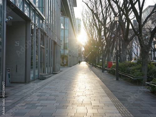冬の朝日を浴びた表参道ケヤキ並木（東京都渋谷区）