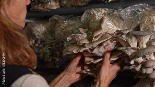 Back view of the farmer woman harvesting oyster mushrooms at the mushroom greenhouse. Organic plantation cultivation farm business.