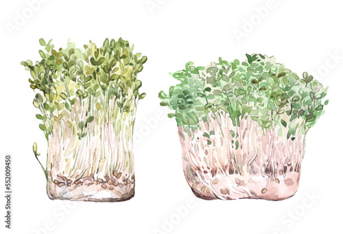 Watercolor microgreens hand drawn illustration isolated on white background. Food illustration, vegetarianism, veganism, raw food, healthy foods. photo