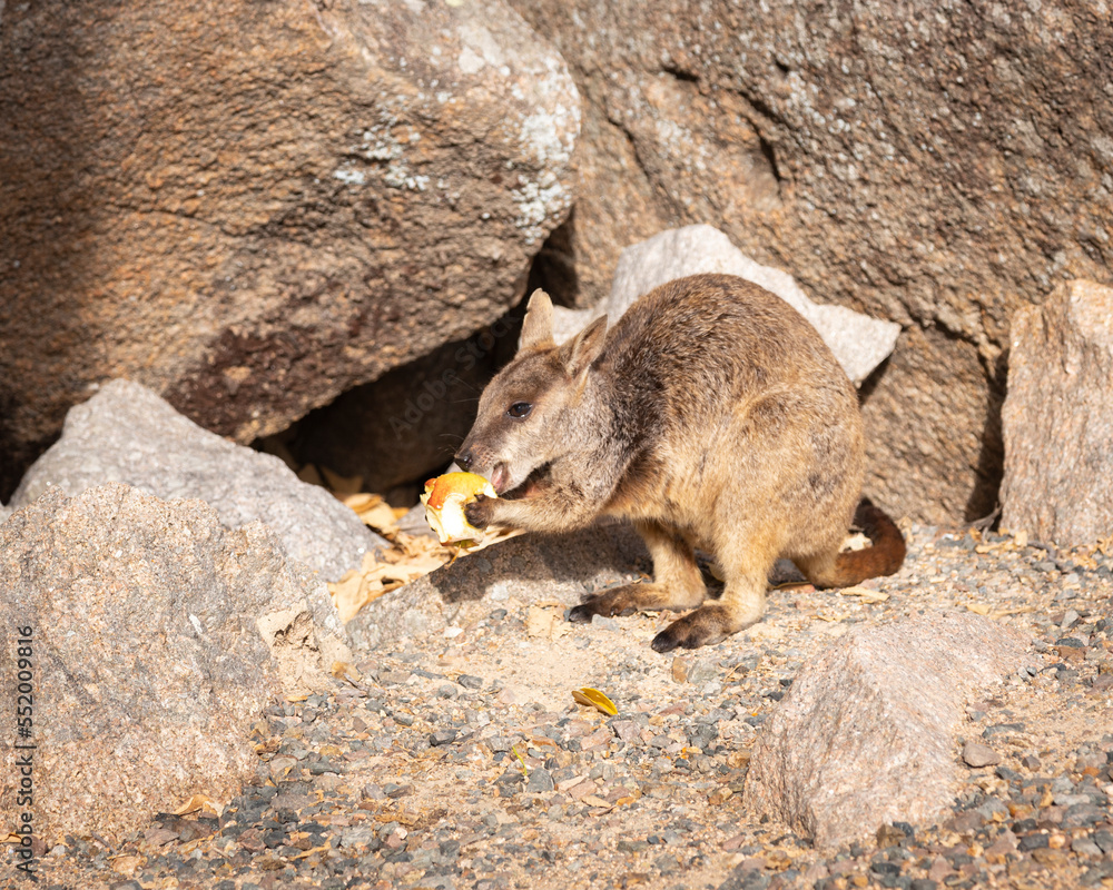 Rock Wallaby on Magnetic Island Rock eating fruit Rock Wallaby on Magnetic Island Rock eating fruit