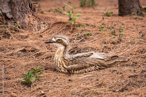 Bush stone curlew on Magnetic Island near Townsville in Australia