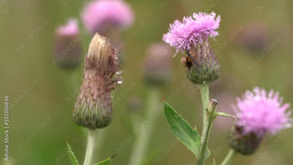 Creeping Thistle (Cirsium Arvense) In Shallow Depth Of Field. Selective Focus Shot Creeping Thistle (Cirsium Arvense) In Shallow Depth Of Field. Selective Focus Shot