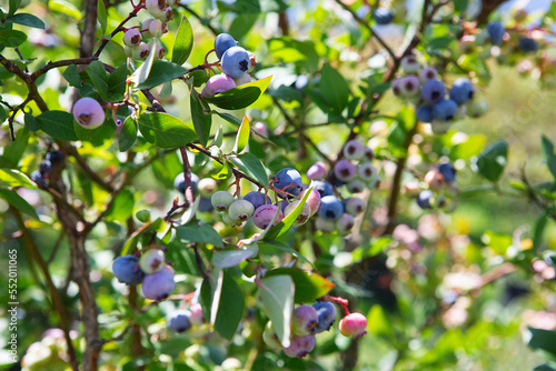 Blueberry field. Fresh organic blueberries on the bush. Fresh berries on the branch on a blueberry field farm. Great bilberry. Bog whortleberry