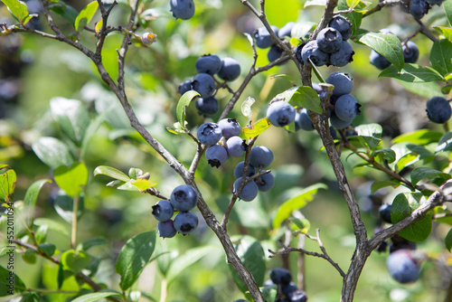 Blueberry field. Fresh organic blueberries on the bush. Fresh berries on the branch on a blueberry field farm. Great bilberry. Bog whortleberry