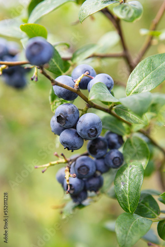 Blueberry field. Fresh organic blueberries on the bush. Fresh berries on the branch on a blueberry field farm. Great bilberry. Bog whortleberry