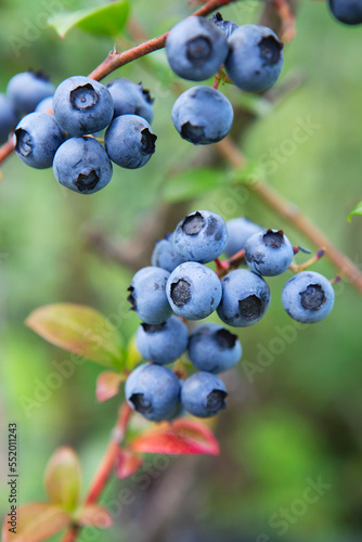 Blueberry field. Fresh blueberries on the bush. Vivid colors. Fresh berries on the branch on a blueberry field farm. Great bilberry. Bog whortleberry