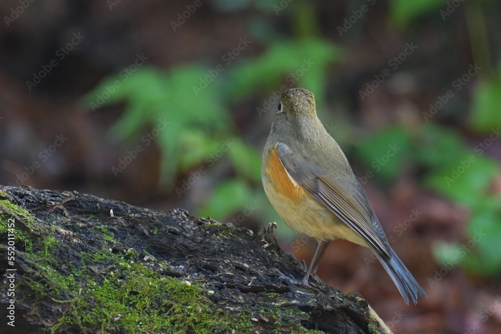 red flanked blue tail on a perch red flanked blue tail on a perch