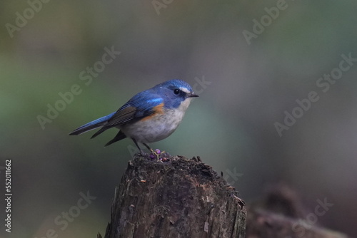 red flanked blue tail on a perch