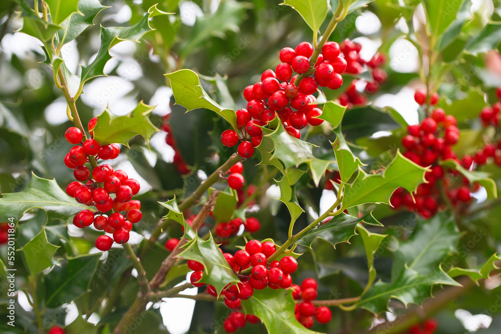 Christmas Holly red berries, Ilex aquifolium plant. Holly green foliage with mature red berries. Ilex aquifolium or Christmas holly. Green leaves and red berry Christmas holly, close up