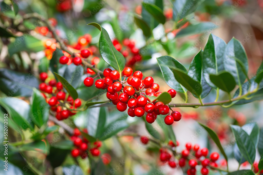 Christmas Holly red berries, Ilex aquifolium plant. Holly green foliage with mature red berries. Ilex aquifolium or Christmas holly. Green leaves and red berry Christmas holly, close up