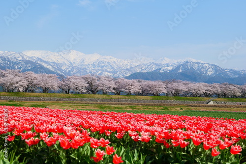 春の四重奏として知られる舟川べり桜並木。朝日、富山、日本。4月中旬。