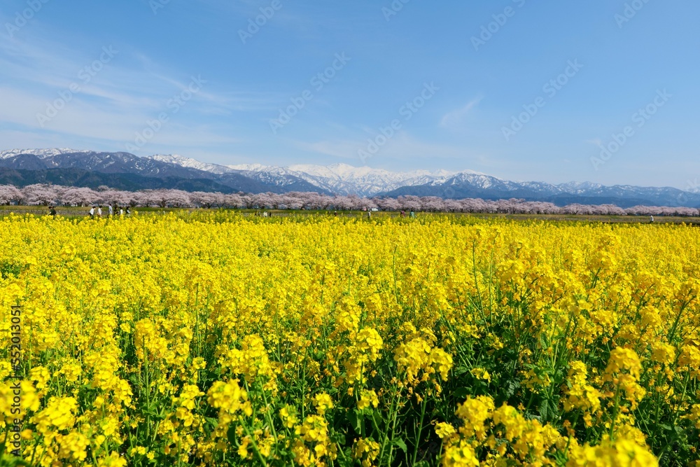 春の四重奏として知られる舟川べり桜並木。朝日、富山、日本。4月中旬。