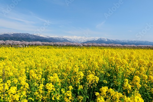 春の四重奏として知られる舟川べり桜並木。朝日、富山、日本。4月中旬。