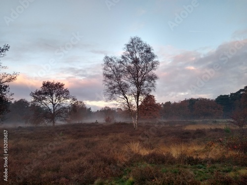 sunrise in the field with a birch and trees