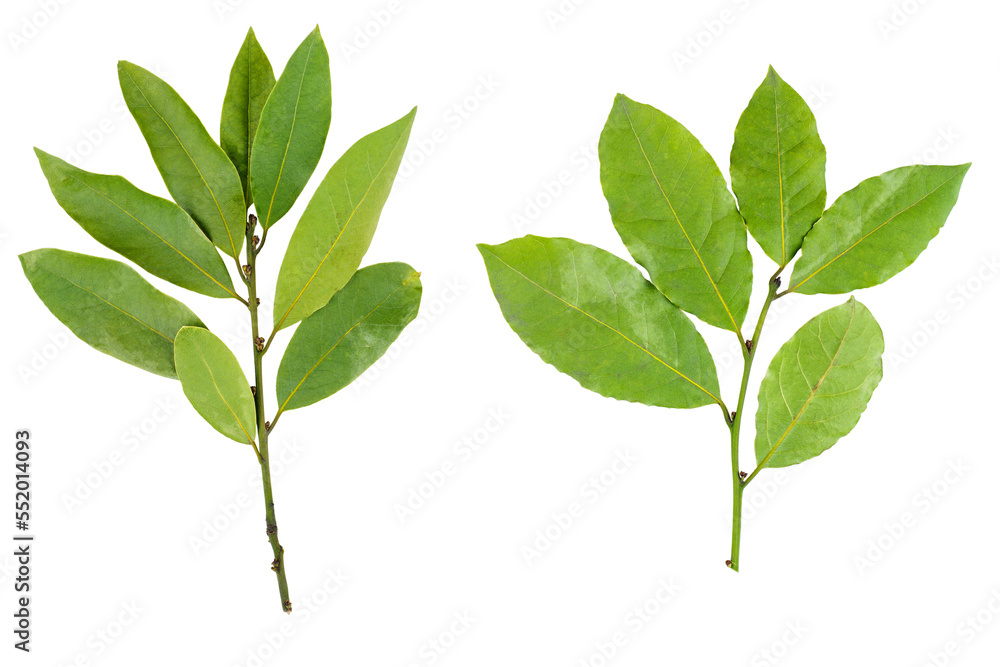 Two branches  of bay laurel leaves isolated on white background