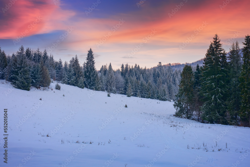 snow covered glade in coniferous forest. beautiful nature scenery at dusk. mountain landscape in winter