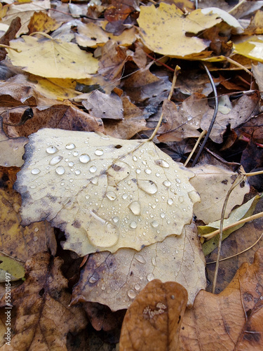 Drops of morning dew on autumn leaves on a cool morning, Lodz, Poland.