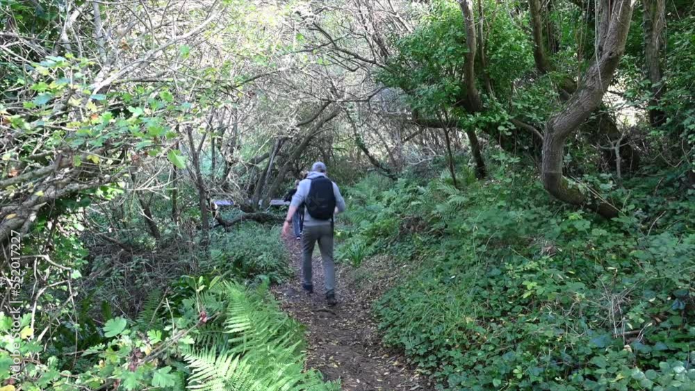 a young walks in a forest on a dirt path, south of England, dorset a young walks in a forest on a dirt path, south of England, dorset