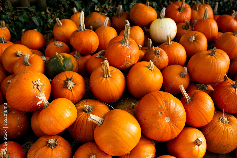 Obraz premium pumpkins for sale