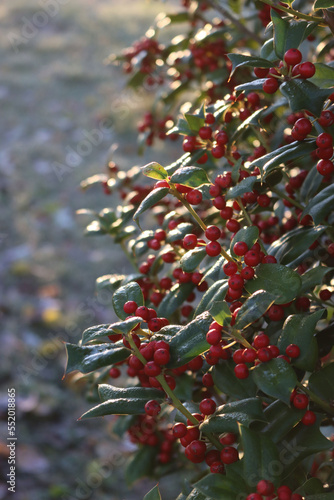Christmas background with Holly bush with red berries with copy space. Ilex cornuta, also called chinese Holly in the garden 