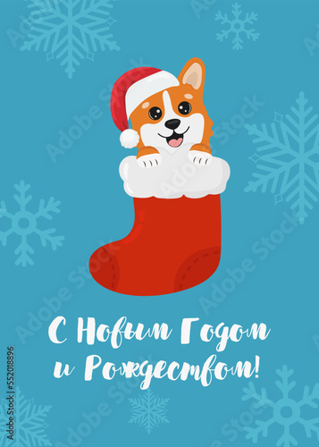 Christmas card with Christmas corgi in sock. The inscription is in Russian: Happy New Year and Merry Christmas! Beautiful illustration for greeting cards, posters and seasonal design.