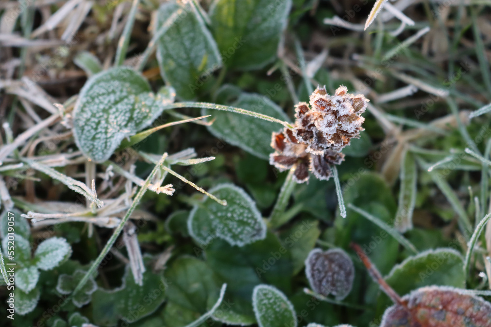 Carpet bugle flowers covered by frost in the meadow on winter,. Ajuga reptans plant Carpet bugle flowers covered by frost in the meadow on winter,. Ajuga reptans plant