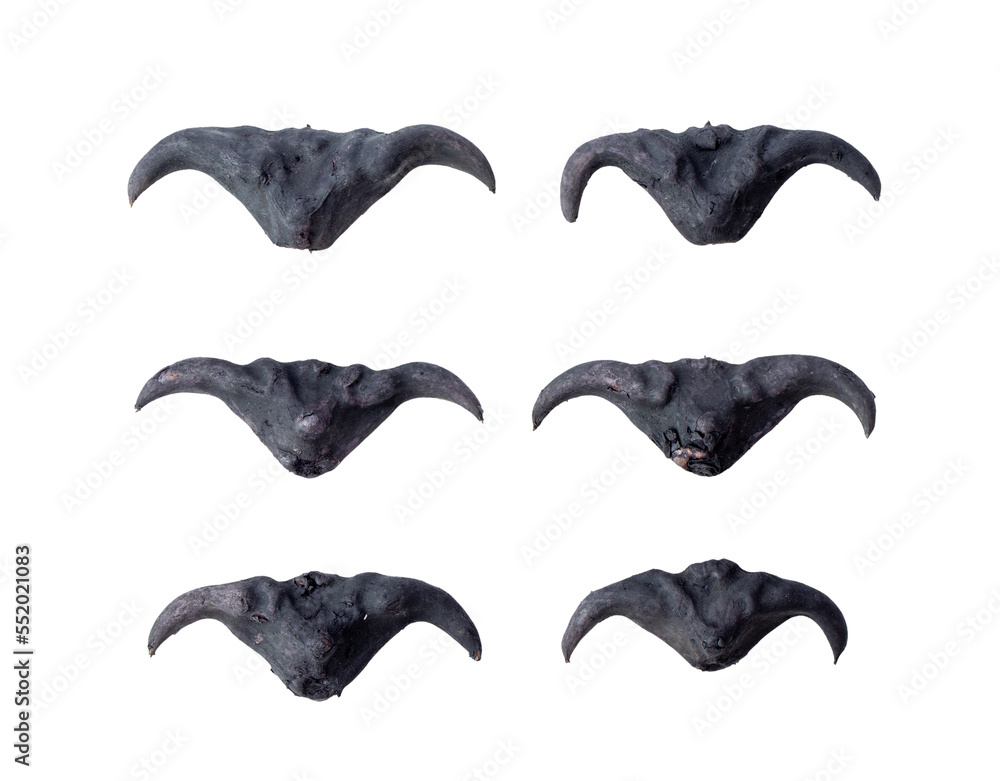 Naklejka premium Water caltrop or horn chestnut or water chestnut isolated on transparent png