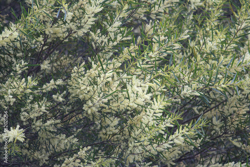 Flowers on a Acacia suaveolens plant growing in a garden