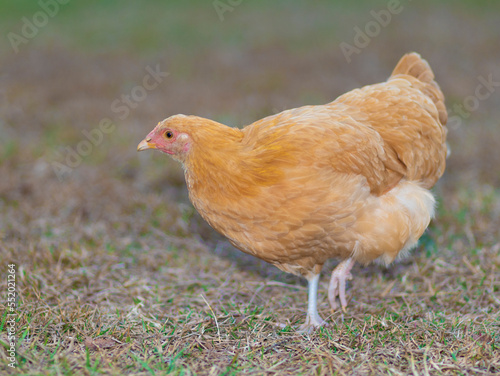 Bright orange chicken hen