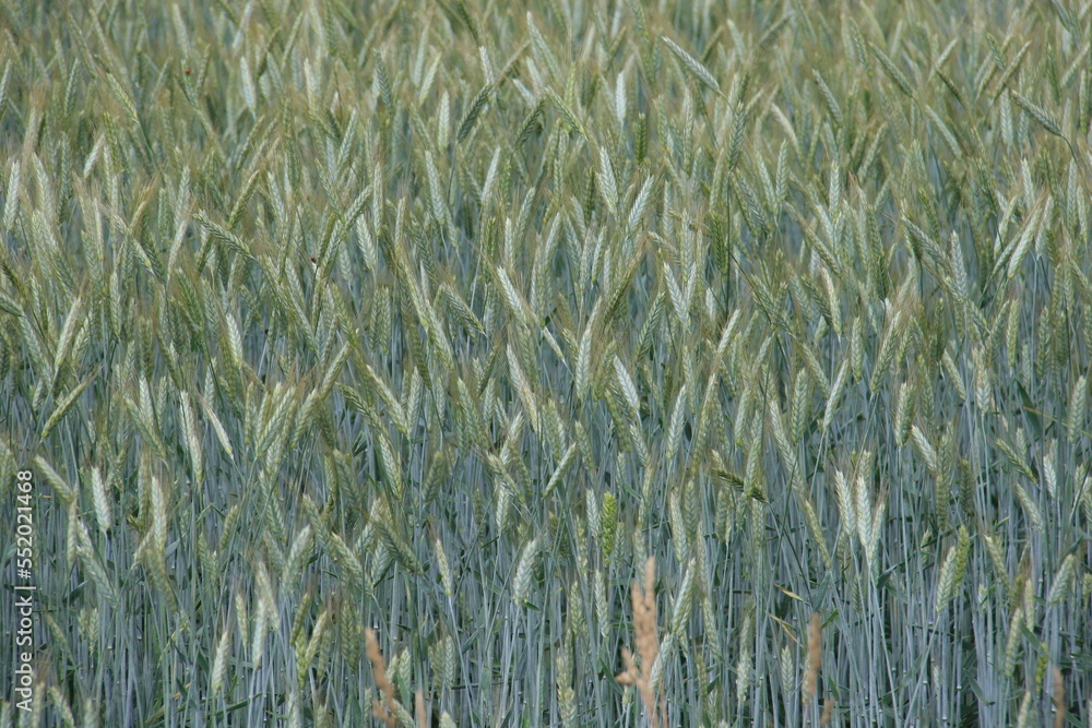 green rye fields in Lithuania with isolated sky