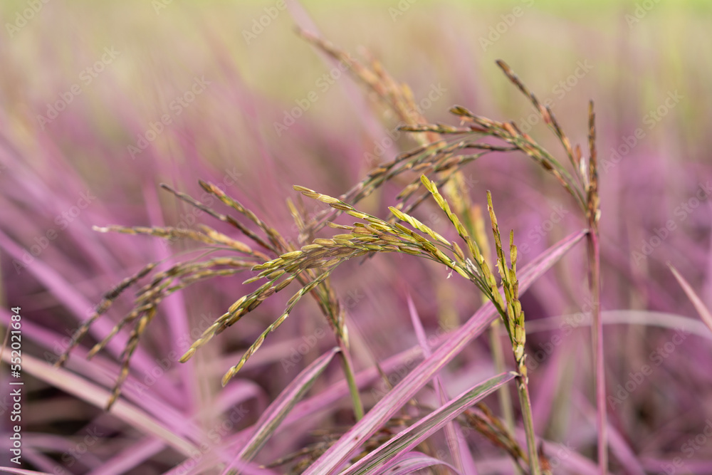 Black rice or rice berry in organic rice fields. Black rice or rice berry in organic rice fields.