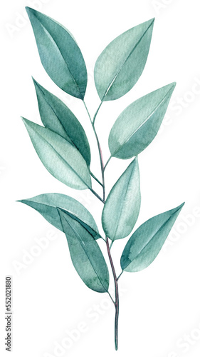 Branch, leaves of eucalyptus on a white background, watercolor painting, hand drawing Flora illustration, silver leaf