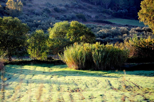 Campo agricolo assolato e ricoperto di rugiada