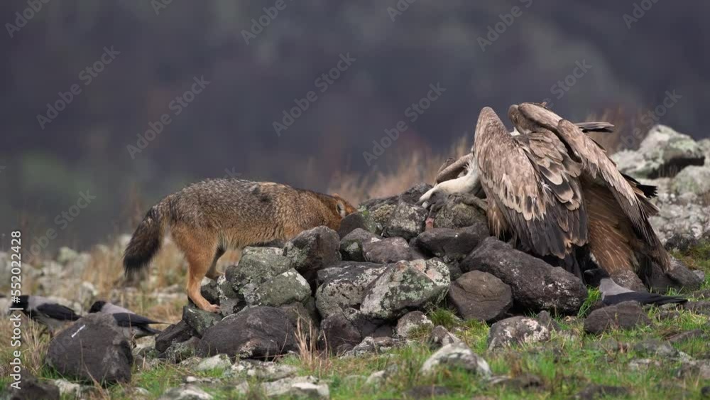 Griffon vultures and golden jackal in the Rhodope mountains. Fighting between jackal and vultures. Scavengers near the carcass. European nature. Griffon vultures and golden jackal in the Rhodope mountains. Fighting between jackal and vultures. Scavengers near the carcass. European nature.