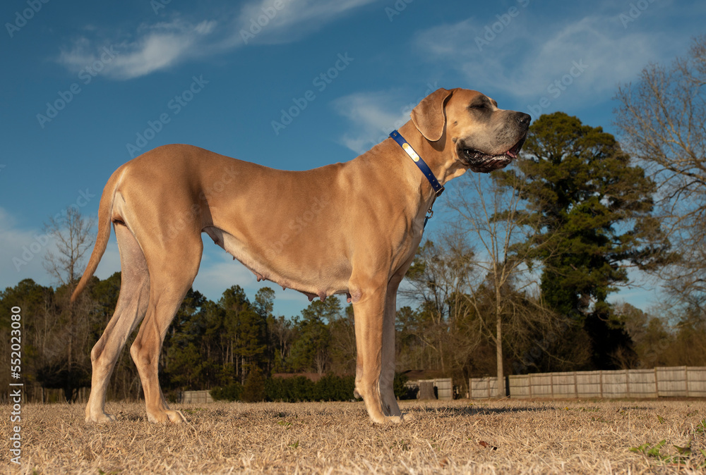 Huge purebred Great Dane standing on a field