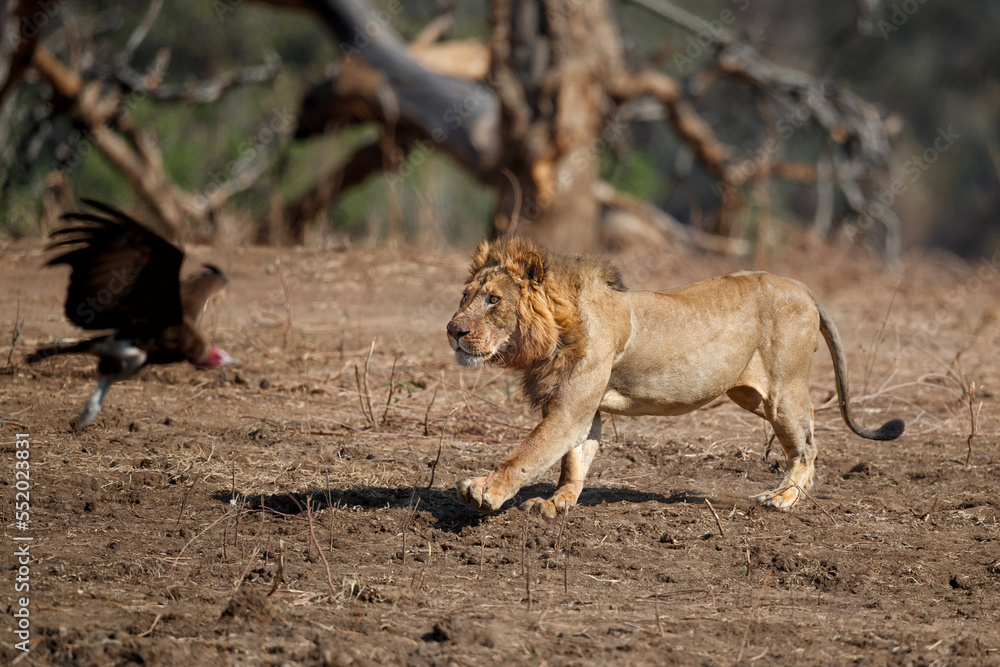 African Lion (Panthera leo) adult male running to scare the vulture away from its kill in Mana Pools National Park, Zimbabwe African Lion (Panthera leo) adult male running to scare the vulture away from its kill in Mana Pools National Park, Zimbabwe