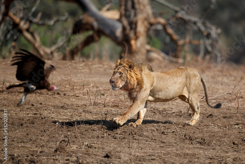 African Lion (Panthera leo) adult male running to scare the vulture away from its kill in Mana Pools National Park, Zimbabwe