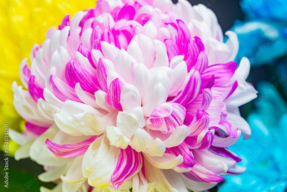 Fluffy pink and white chrysanthemum flower close-up