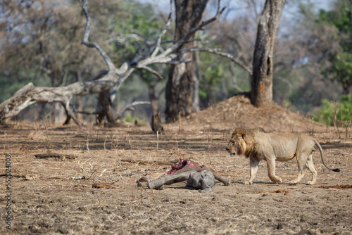 African Lion  Panthera leo  male eating from a African Elephant  Loxodonta africana  calf kill in Mana Pools National Park  Zimbabwe