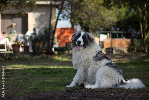 Portrait of a beautiful pyrenean mastiff
