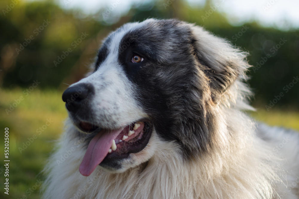 Portrait of a beautiful pyrenean mastiff Portrait of a beautiful pyrenean mastiff