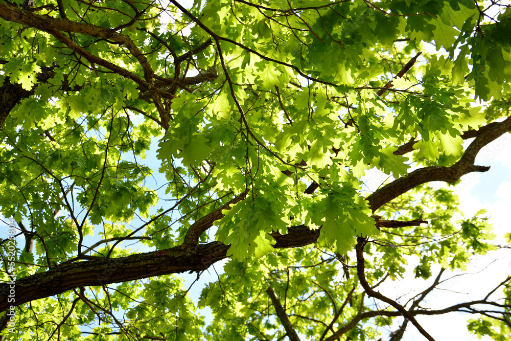 Fototapeta premium branches with green oak leaves isolated, close-up 