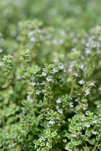 Silver Queen Lemon Thyme small flowers