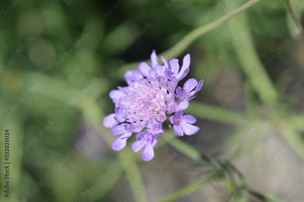 Japanese pincushion flower