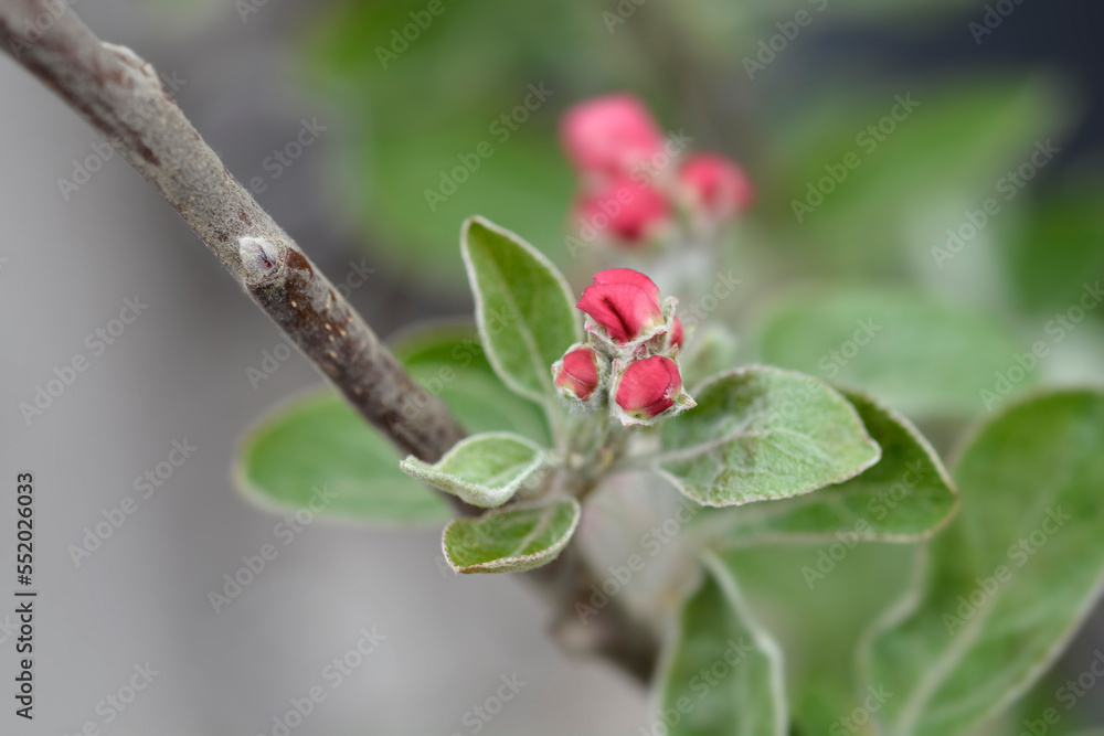 White Transparent apple flower buds White Transparent apple flower buds