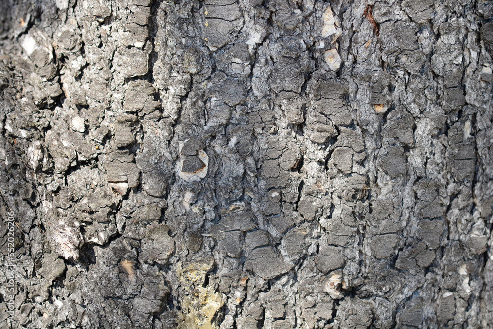 Blue atlas cedar tree bark detail