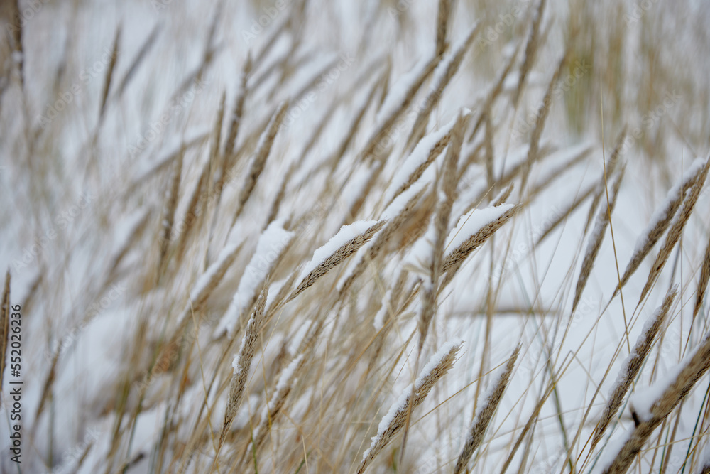 Fototapeta premium Dry reed covered with white snow, selective focus