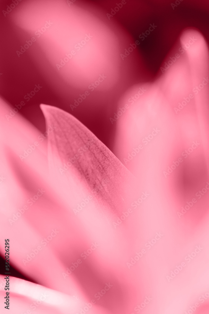 Trendy color 2023 viva magenta red toned  of close up or macro of leaves natural background or  abstract natural backdrop with soft selective focus.