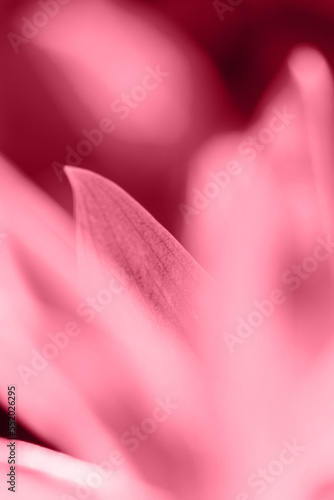Trendy color 2023 viva magenta red toned  of close up or macro of leaves natural background or  abstract natural backdrop with soft selective focus.